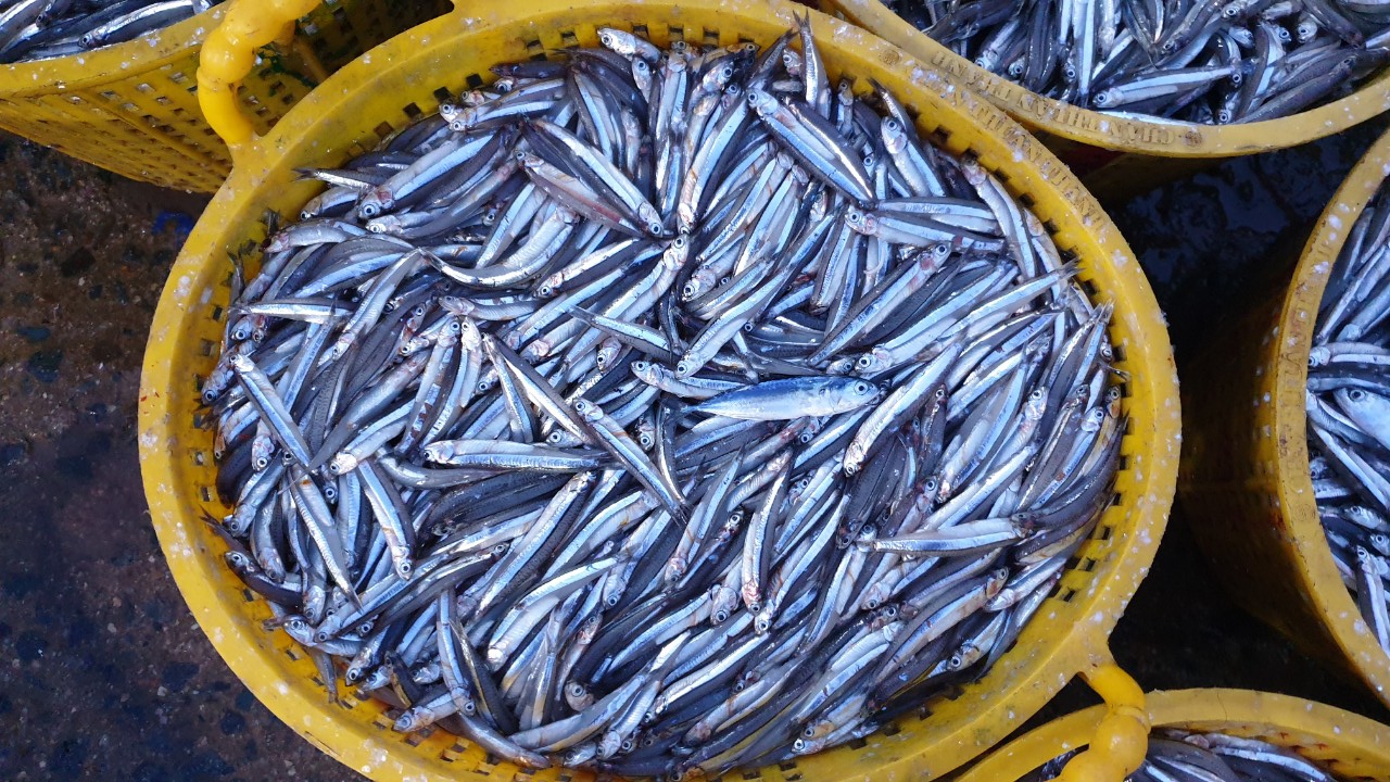ca-com-sang-nha-trang
