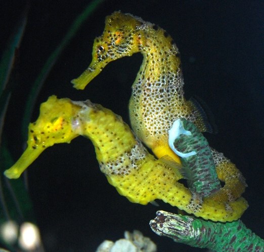 cá ngựa Nha Trang