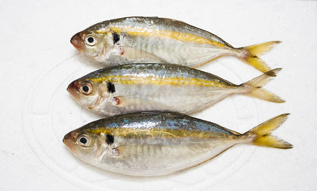 ca-chi-vang-tuoi-ngon-nha-trang