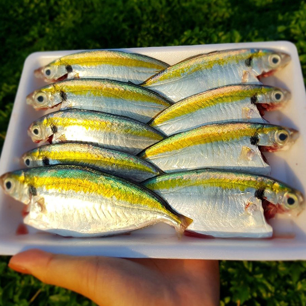 ca-chi-vang-nha-trang-tuoi-sach