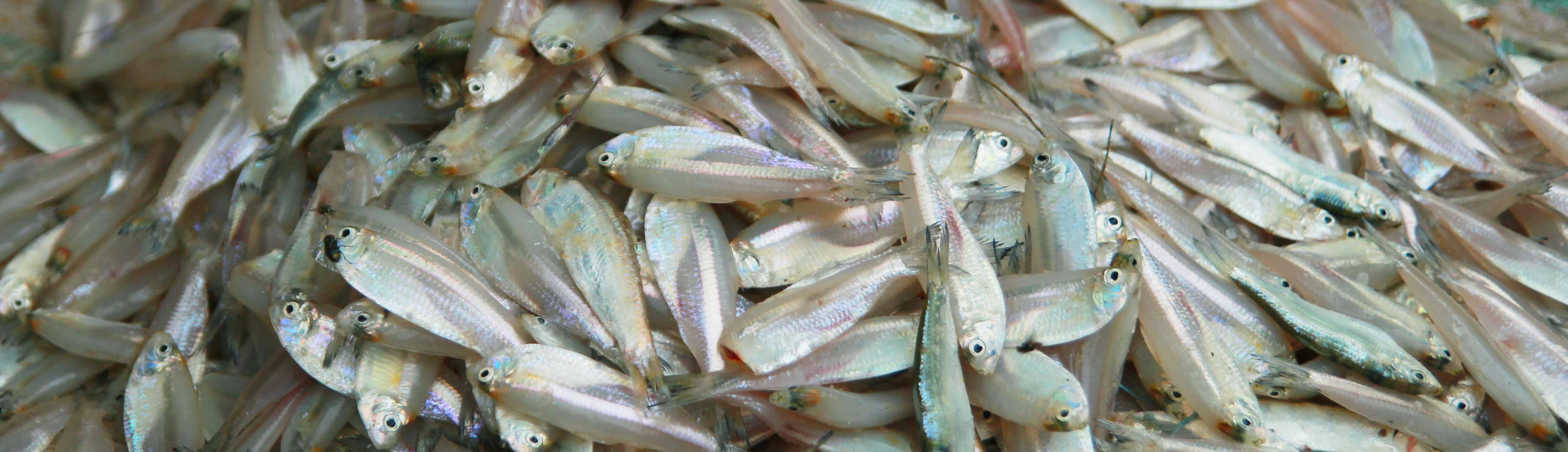 ca-mai-nha-trang-ban-o-dau-ngon