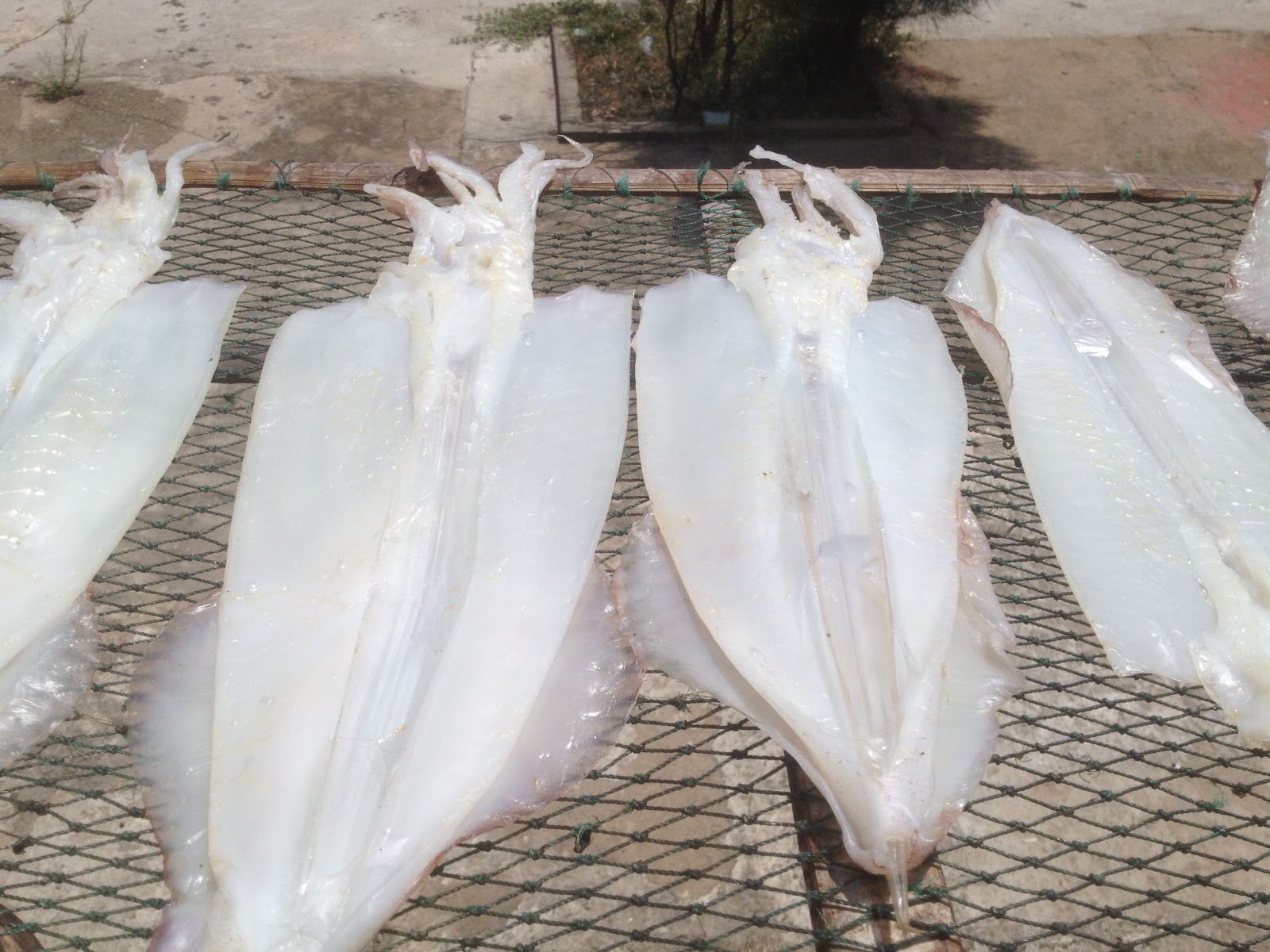 cách phơi mực 1 nắng Nha Trang - đặc sản Kim Biển