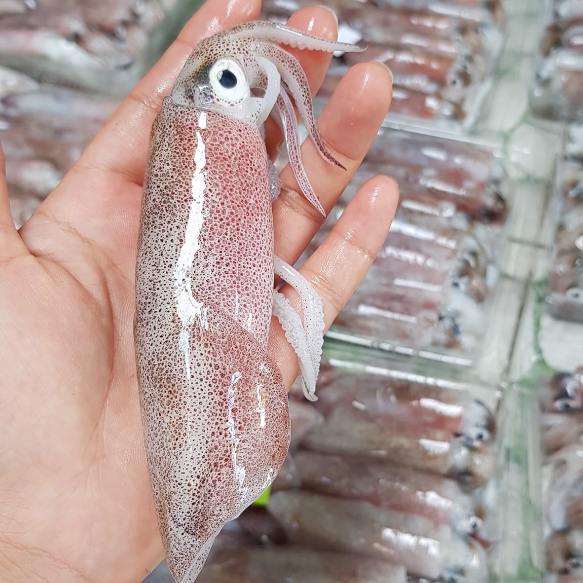 mực ống tươi Nha Trang - đặc sản Kim Biển