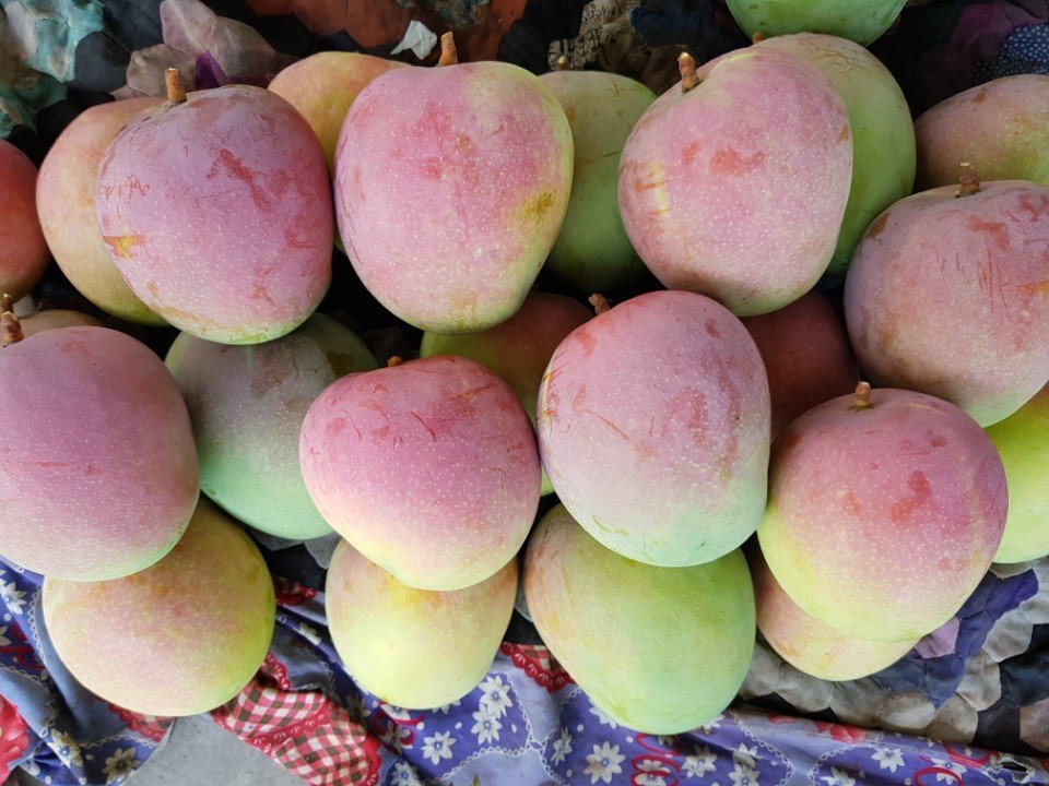 xoài Cam Ranh Nha Trang - đặc sản Kim Biển