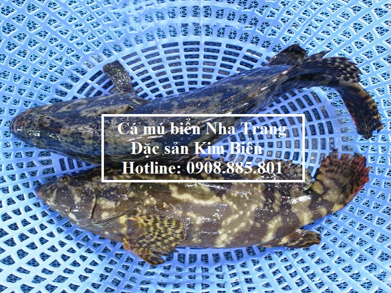 cá mú biển Nha Trang - đặc sản Kim Biển